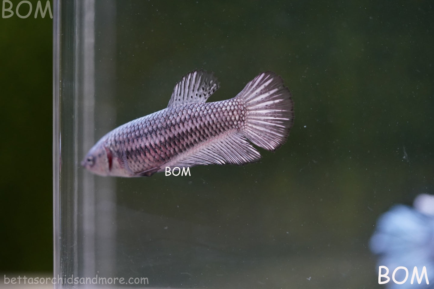 LIVE BETTA JUNIOR GIANT FEMALE COPPER | BOM-A316
