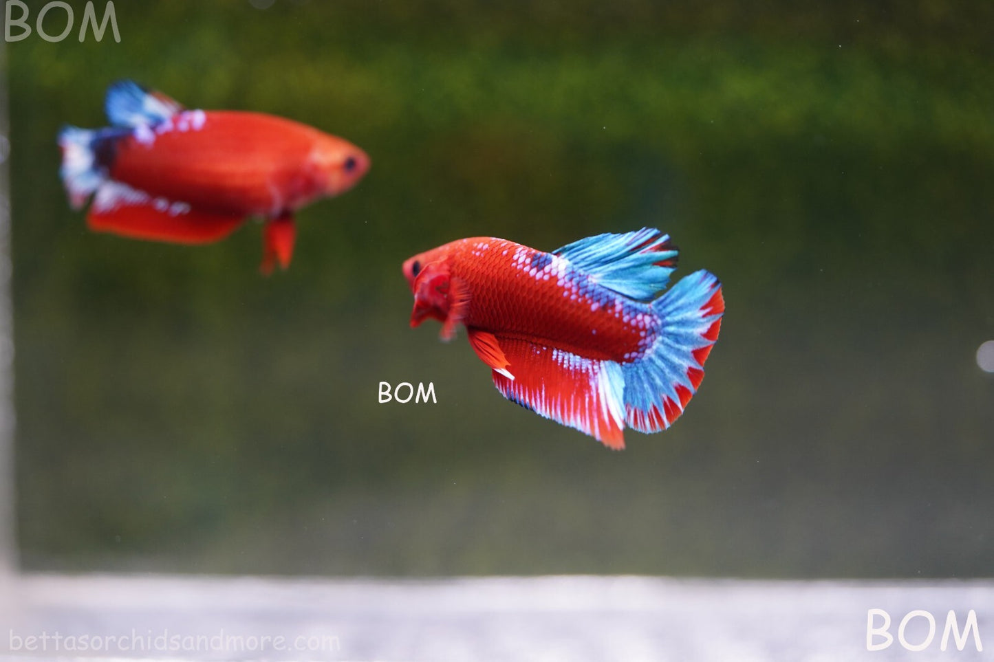 PREMIUM MALE HELLBOY HMPK BETTA Fish:Live HMPK | BOM-A226