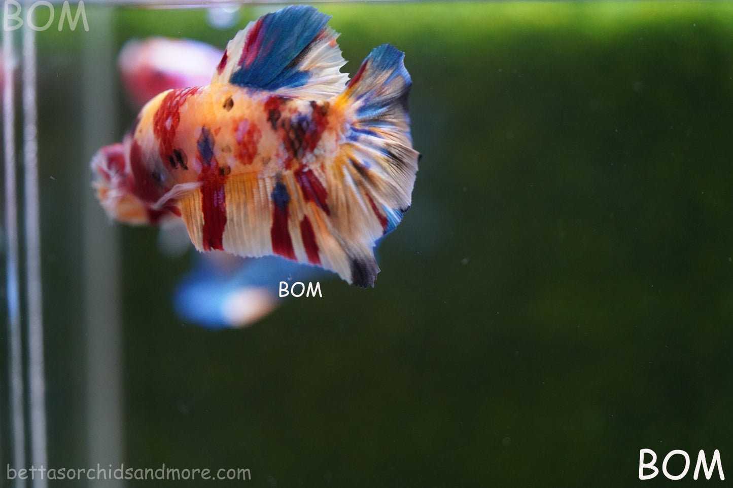 LIVE BETTTA MALE METALLIC MULTICOLOUR HMPK BEAUTIFUL COLOURS | BOM-A283