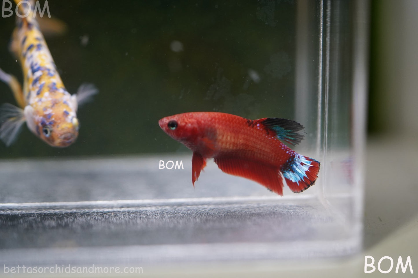 PREMIUM FEMALE HELLBOY HMPK BETTA Fish:Live HMPK | BOM-A277