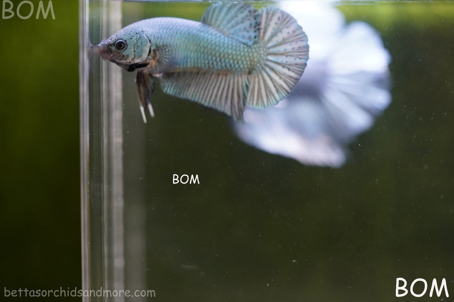 LIVE BETTA GIANT FEMALE BLUE SERIES | BOM-A314