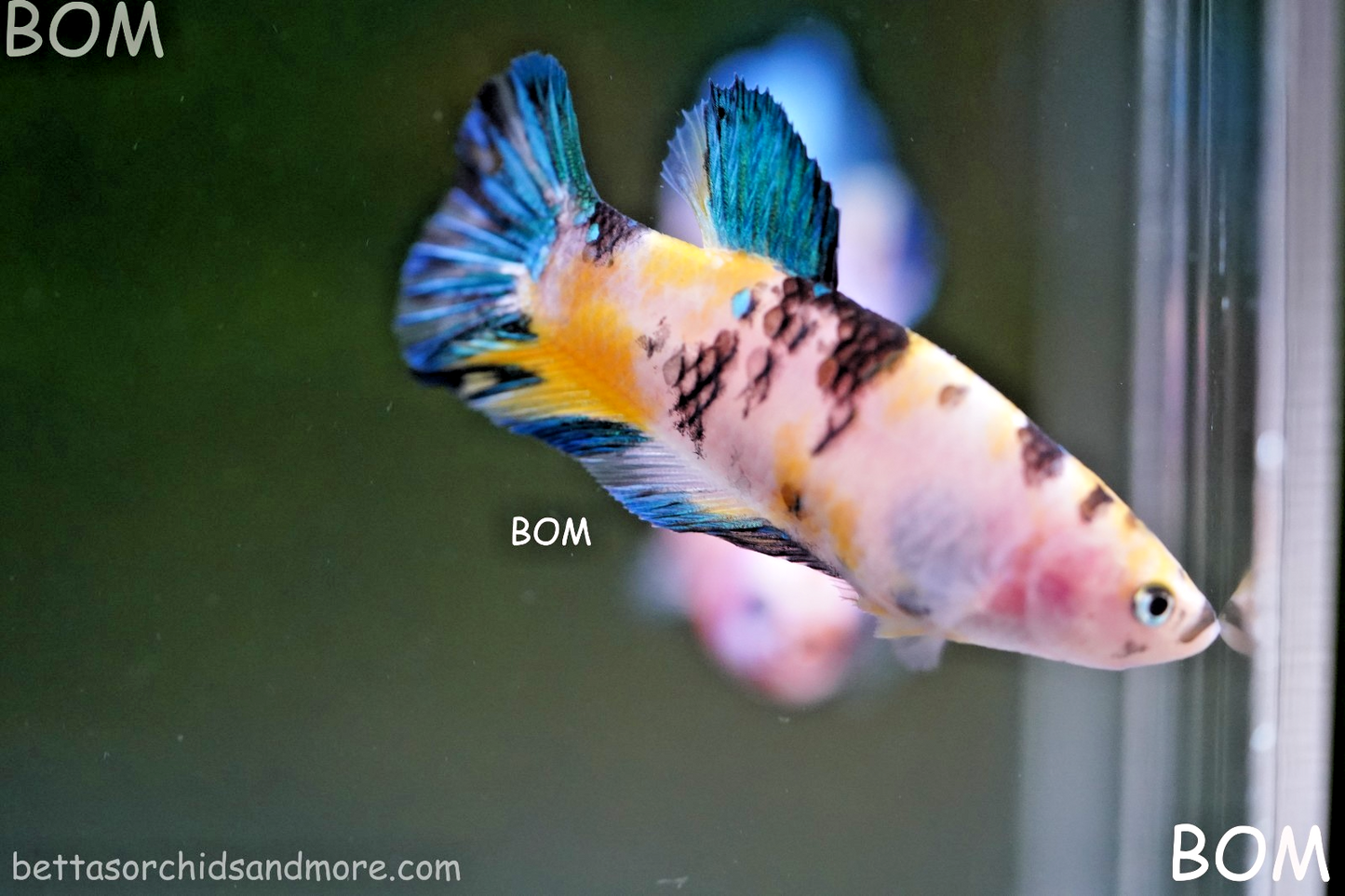 LIVE BETTTA FEMALE METALLIC MULTICOLOUR HMPK BEAUTIFUL COLOURS | BOM-A285