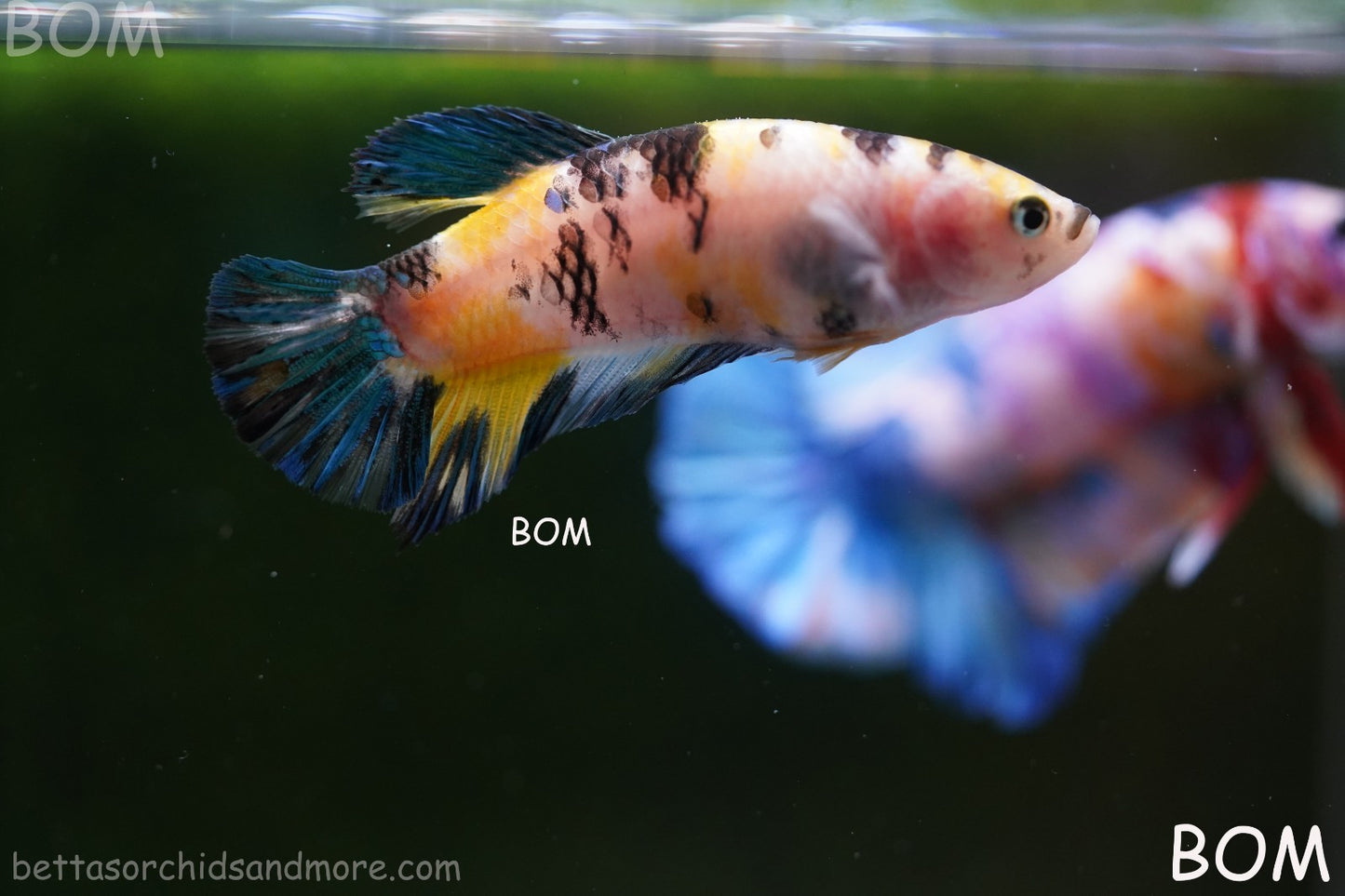 LIVE BETTTA FEMALE METALLIC MULTICOLOUR HMPK BEAUTIFUL COLOURS | BOM-A285