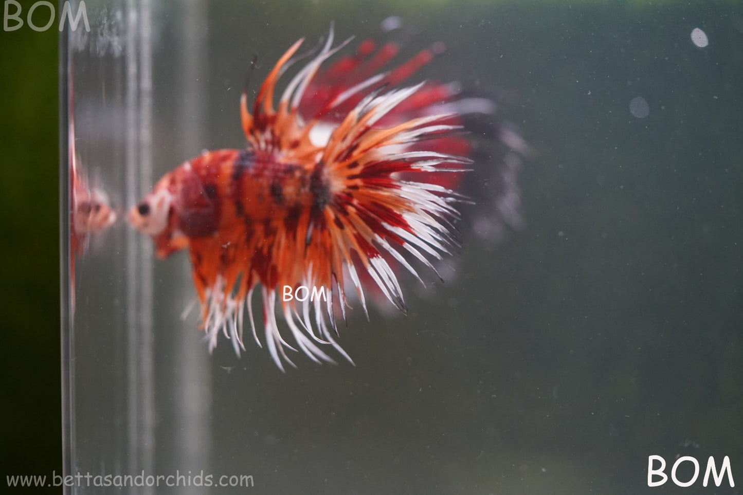 LIVE BETTA MALE CROWN LEOPARDS FIREWORKS : Unique Fish | BOM-A298