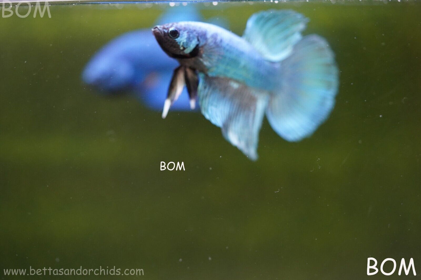MALE BLUE MASKED FACE SERIES Plakat Betta Fish: Live HMPK BOM-A69