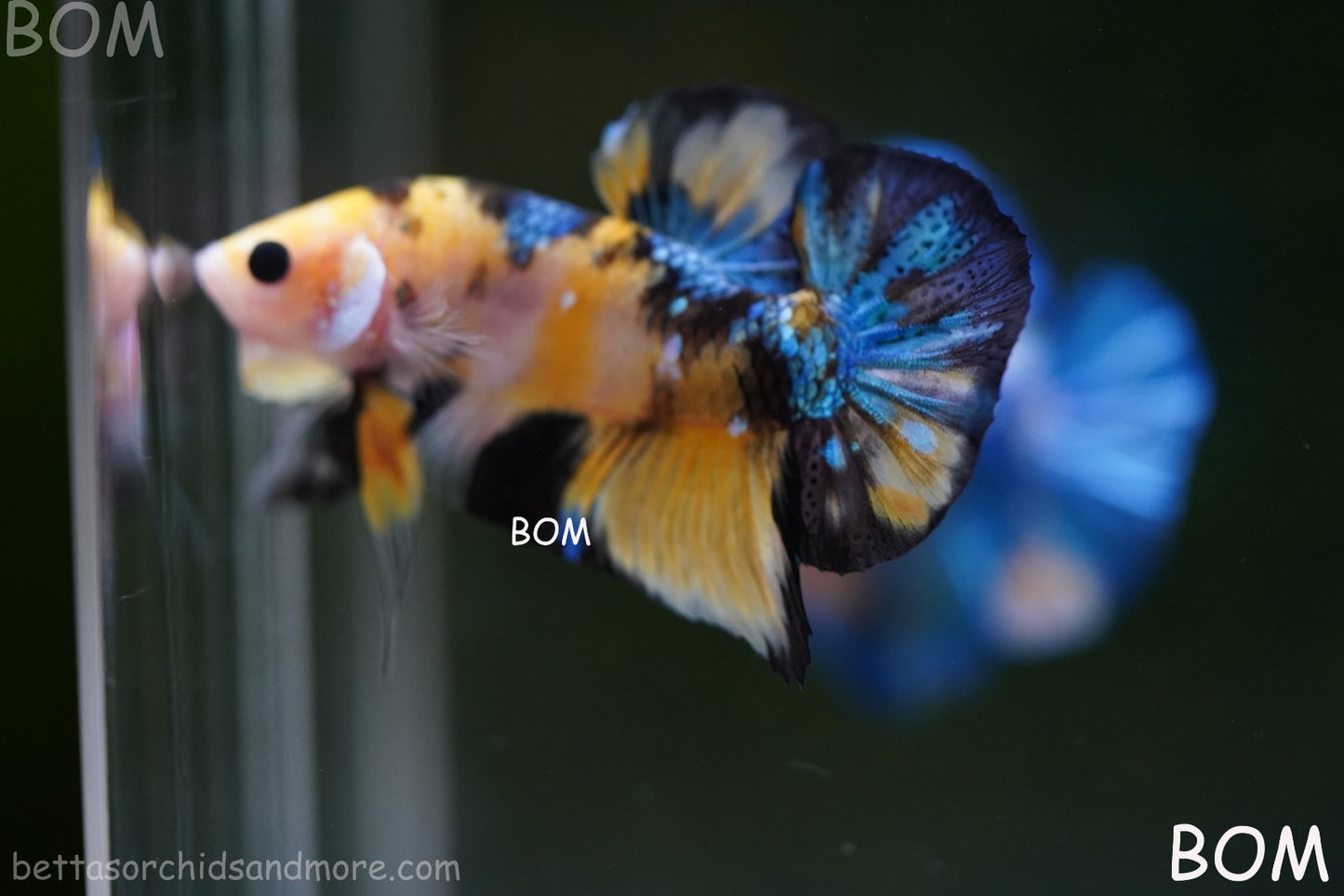 LIVE BETTTA MALE METALLIC MULTICOLOUR HMPK BEAUTIFUL COLOURS | BOM-A284