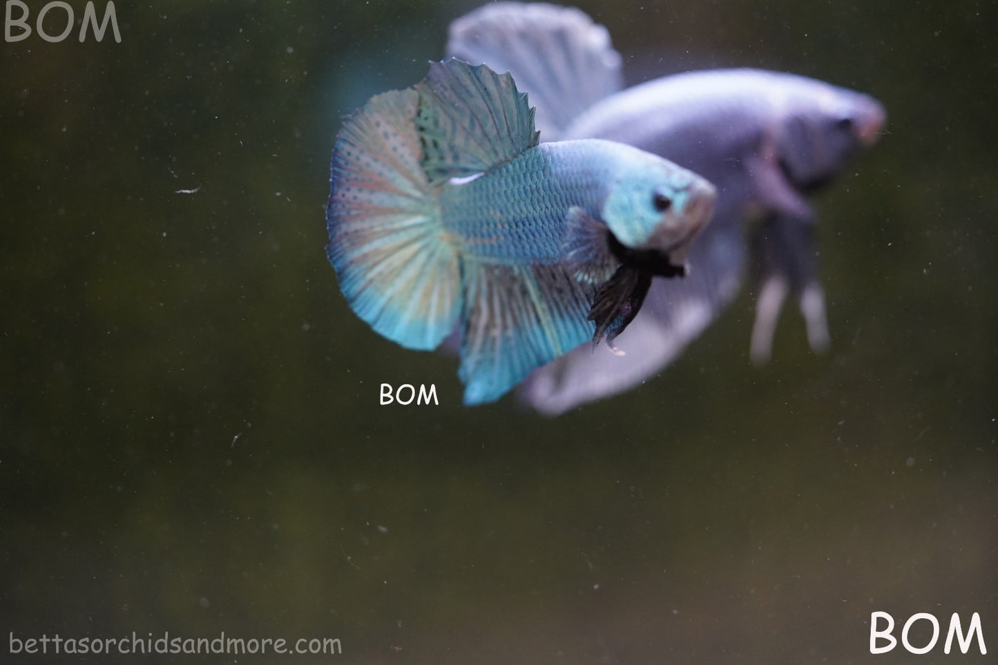 LIVE BETTA GIANT MALE BLUE SERIES 5 CM BO | BOM-A312