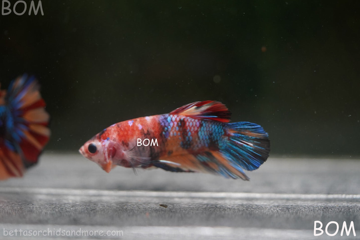 LIVE BETTTA BIG MALE MULTICOLOUR HMPK | BOM-A144