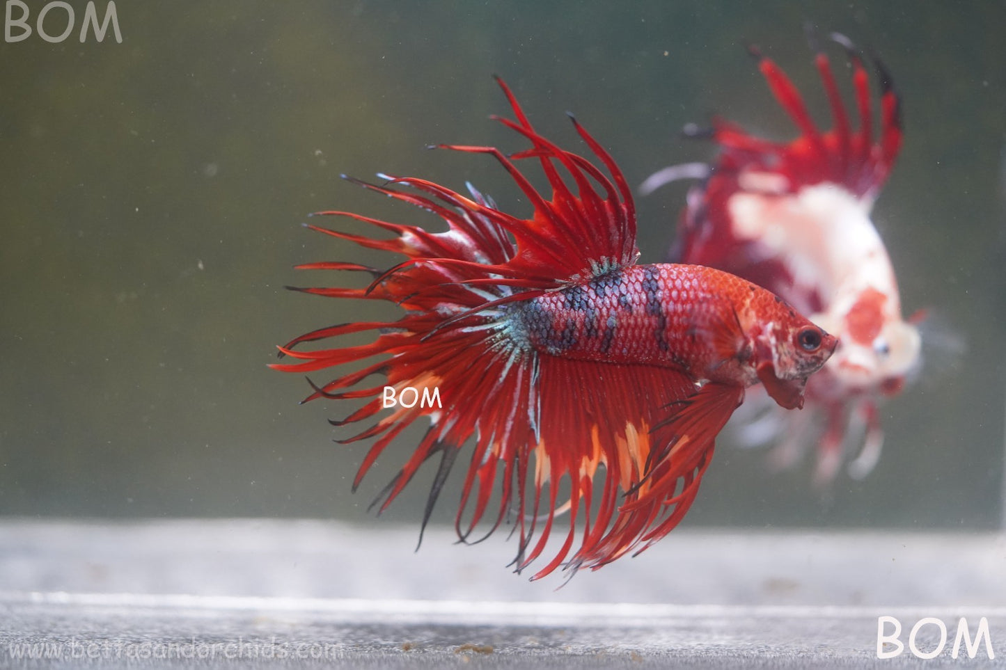 LIVE BETTA MALE CROWN NEMO REDS : Unique Fish | BOM-A302