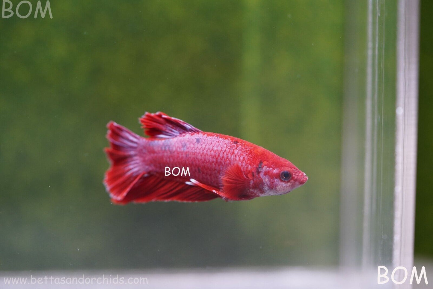 LIVE BETTA MALE RED | BOM830
