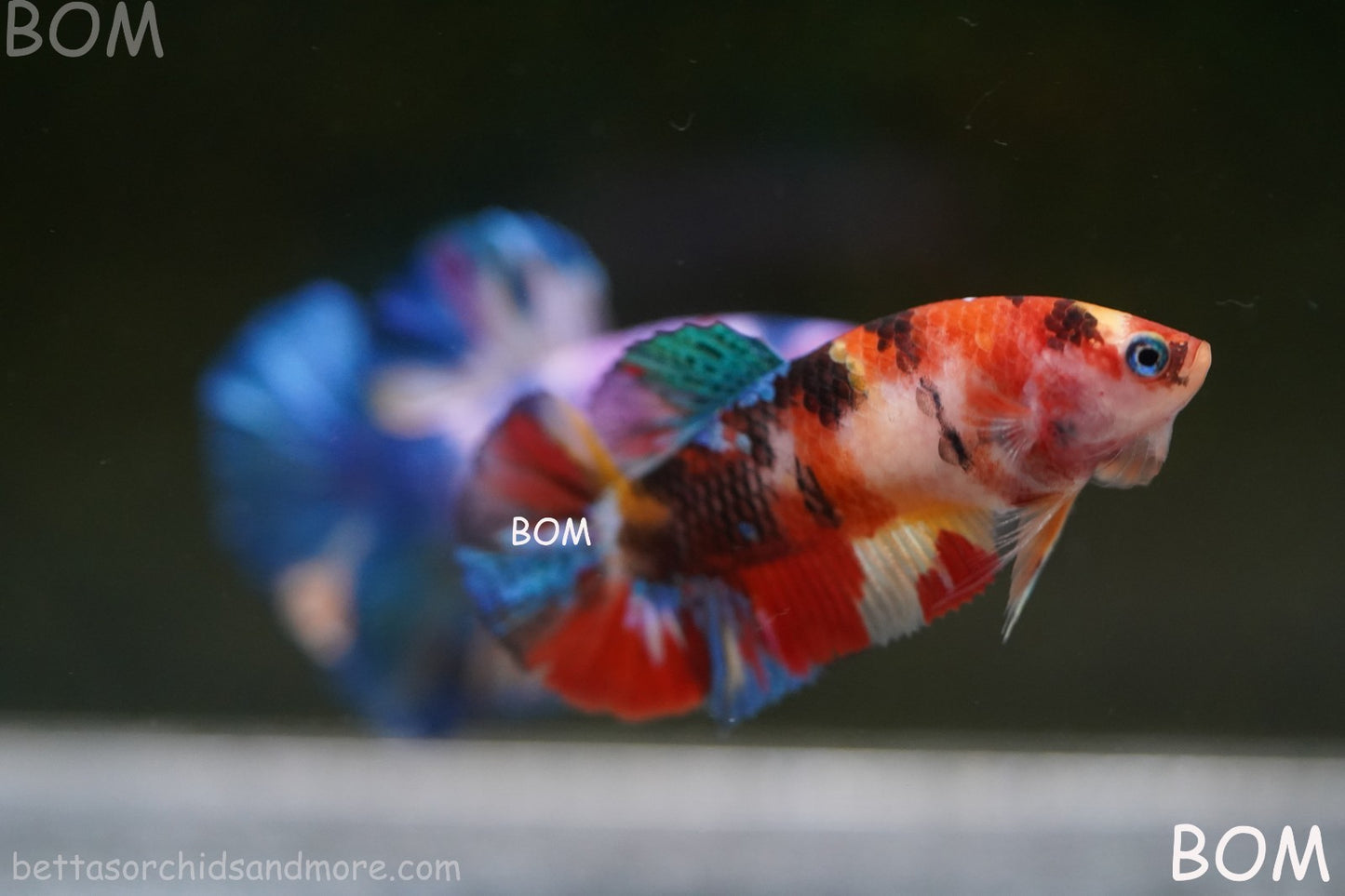 LIVE BETTTA FEMALE METALLIC MULTICOLOUR HMPK BEAUTIFUL COLOURS | BOM-A286