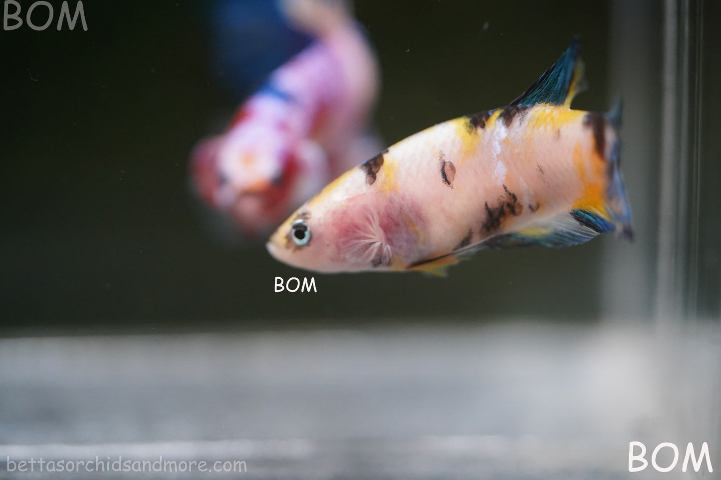 LIVE BETTTA FEMALE METALLIC MULTICOLOUR HMPK BEAUTIFUL COLOURS | BOM-A285