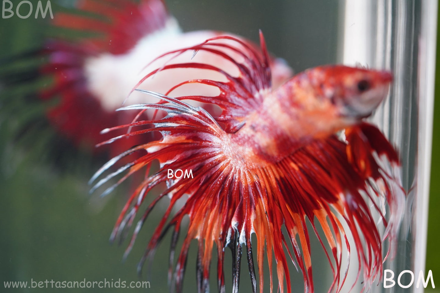 LIVE BETTA MALE CROWN FIREWORKS RED : Unique Fish | BOM-A292