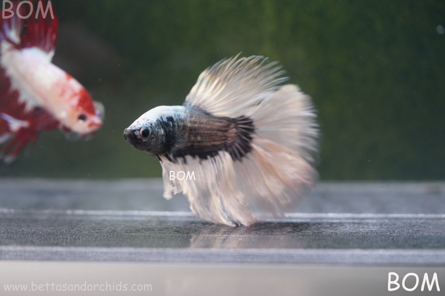 LIVE BETTA MALE DRAGONS SILVER BUTTERFLY : Unique Fish | BOM-A293