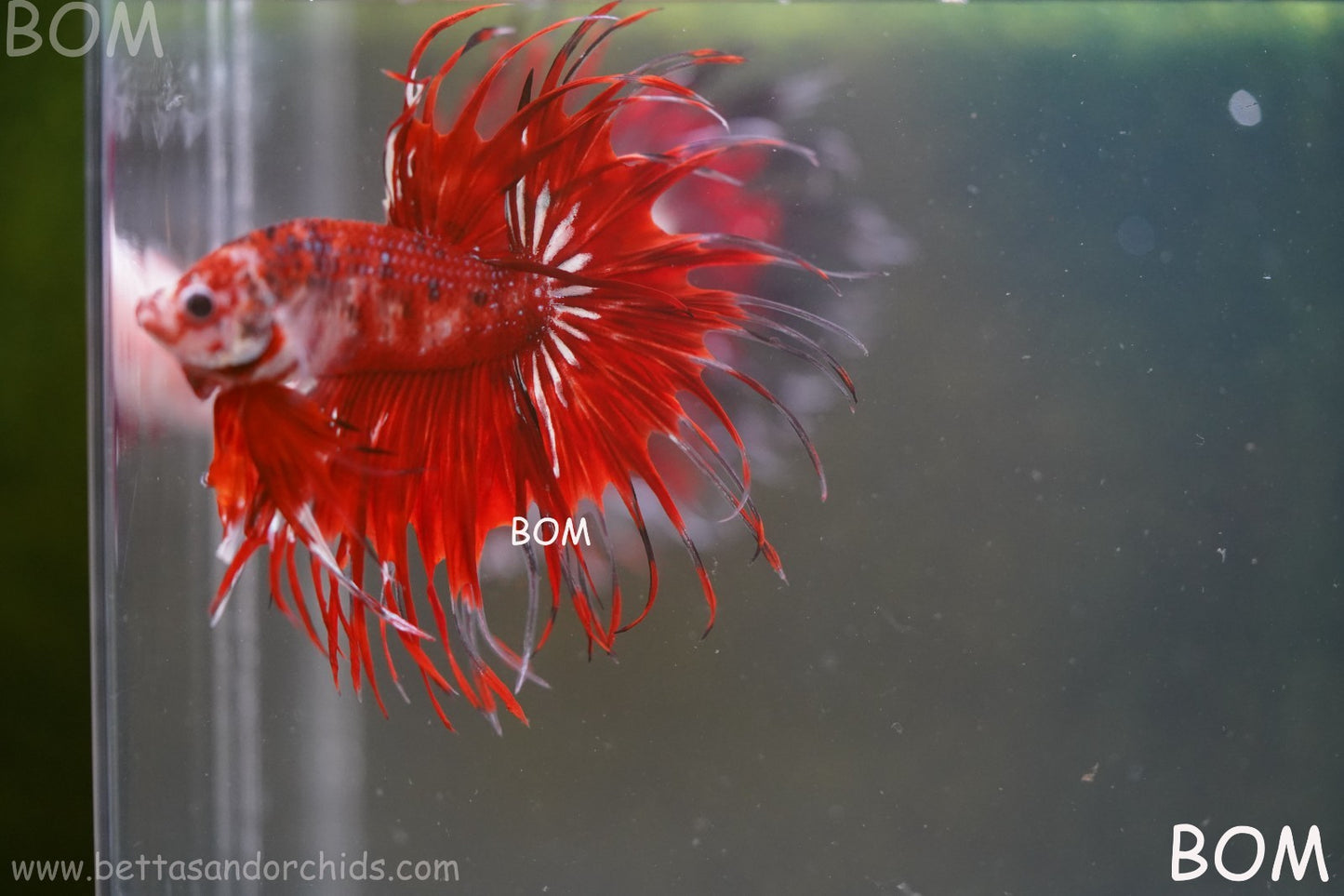LIVE BETTA MALE CROWN FANTASTIC REDS KOI : Unique Fish | BOM-A303