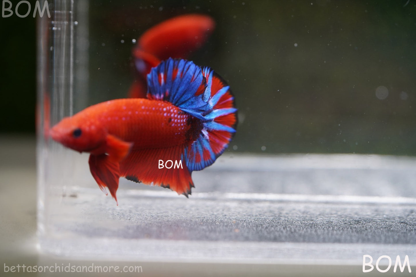 PREMIUM MALE HELLBOY HMPK BETTA Fish:Live HMPK | BOM-A271