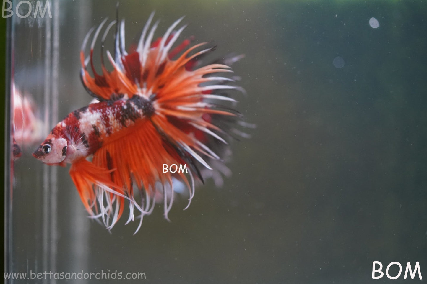 LIVE BETTA MALE DRAGONS CROWN LEOPARDS : Unique Fish | BOM-A300