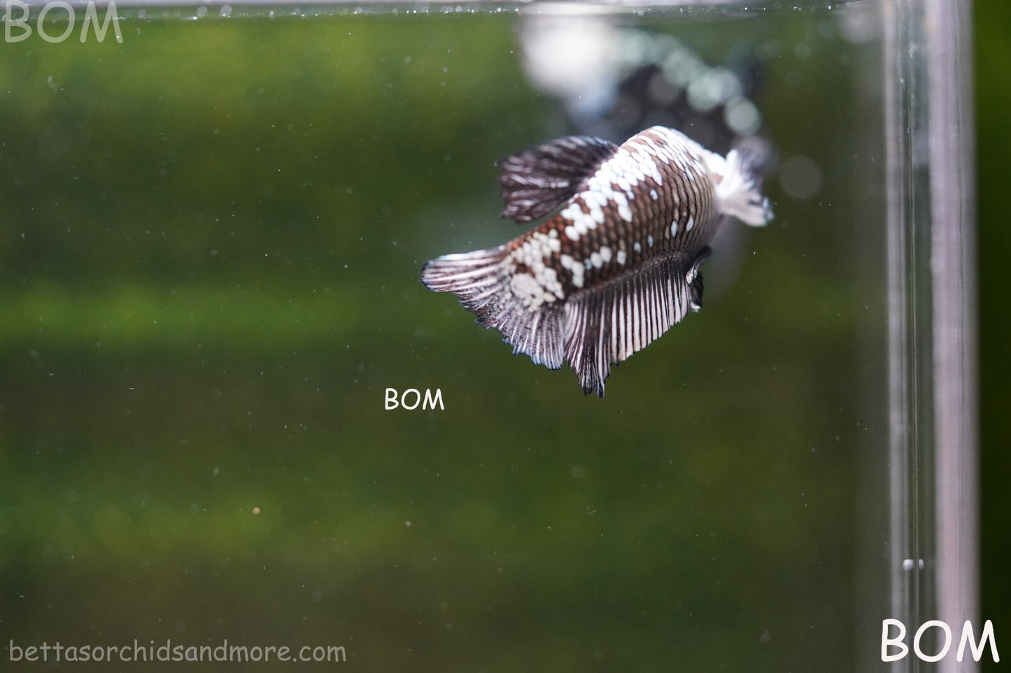 LIVE BETTA HMPK FEMALE BLACK MAMBA | BOM-A249