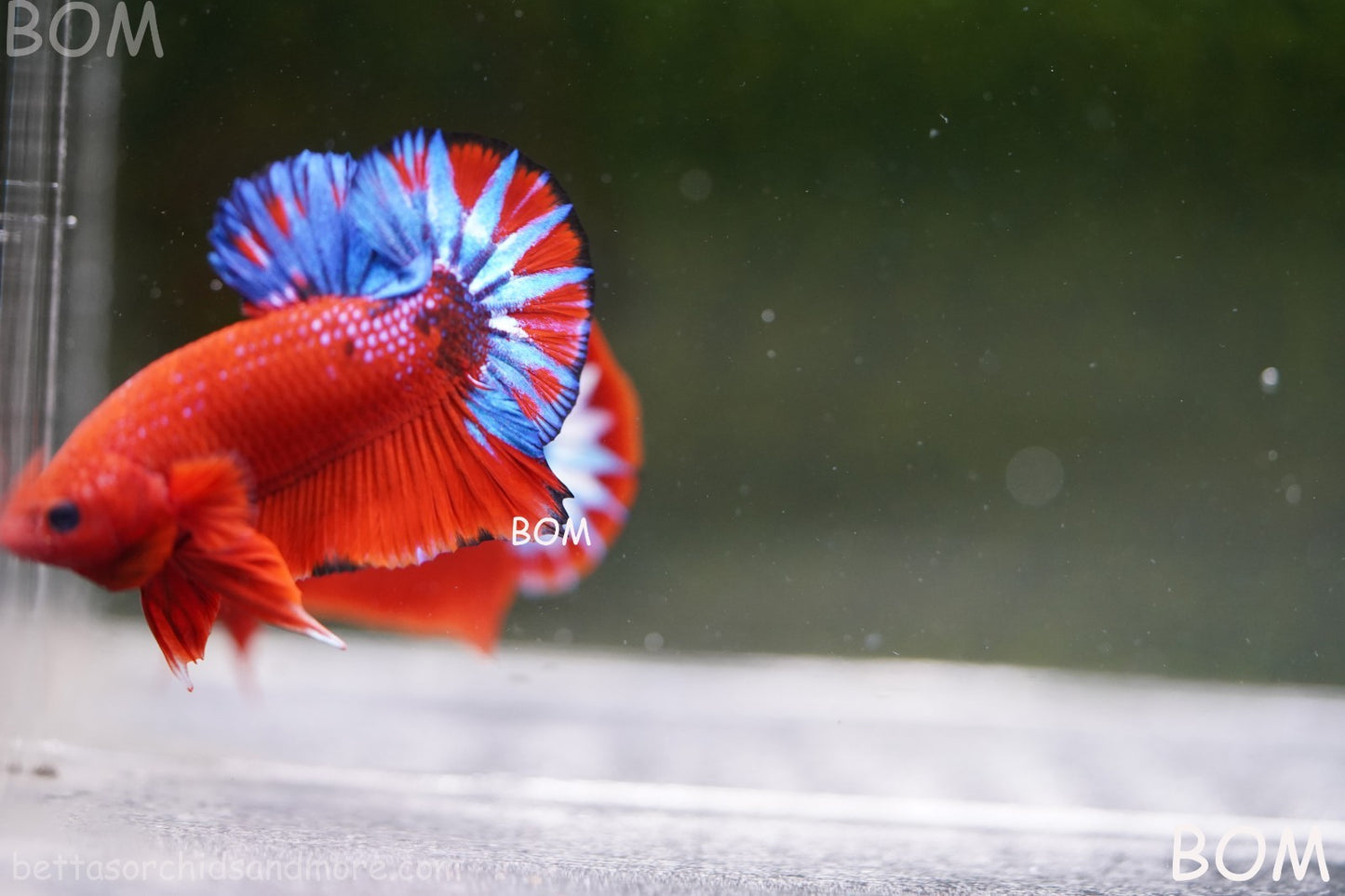 PREMIUM MALE HELLBOY HMPK BETTA Fish:Live HMPK | BOM-A271