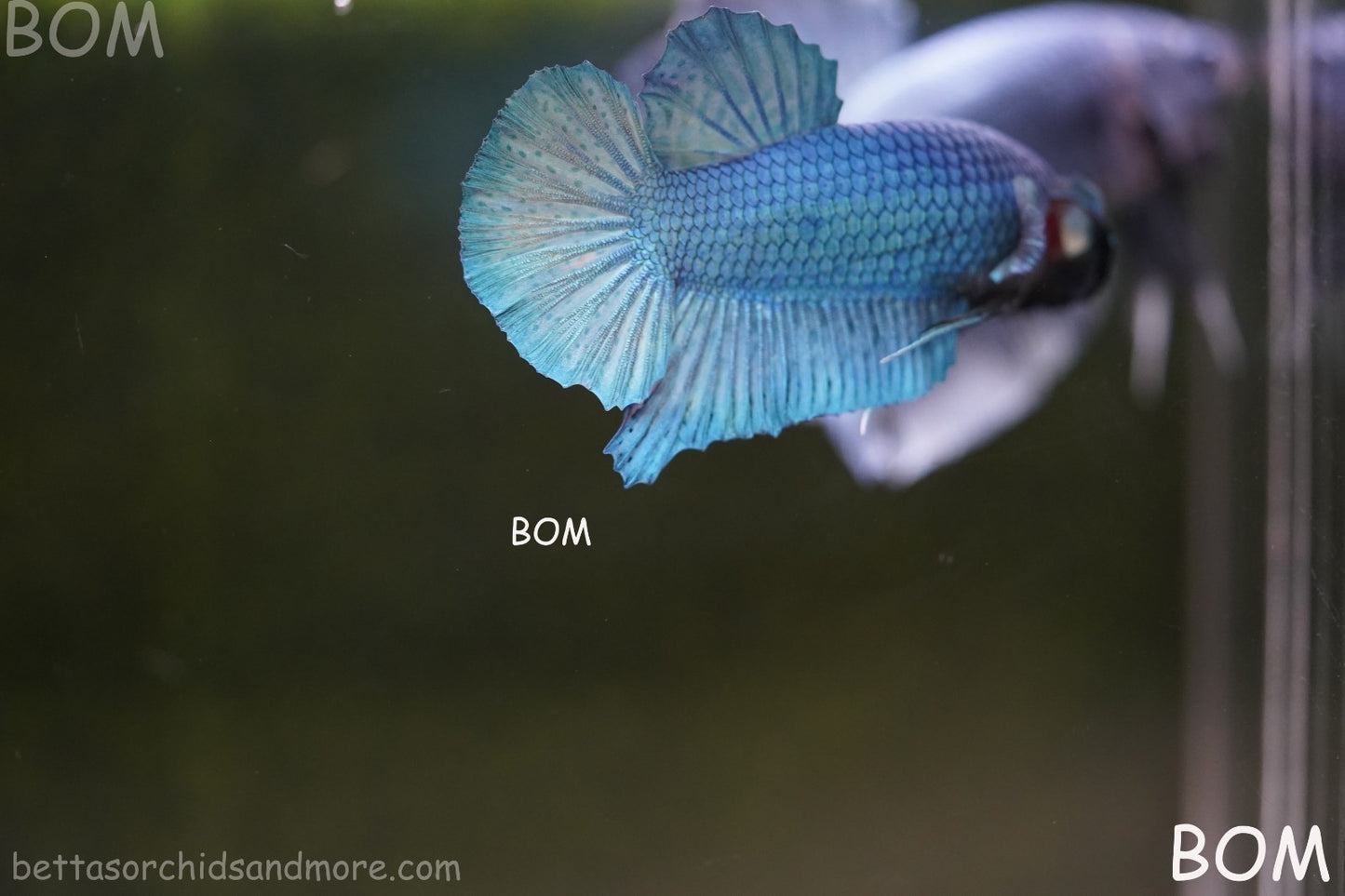 Betta Plakat GIANT MALE BLUE SERIES 5 CM BO | BOM-A307