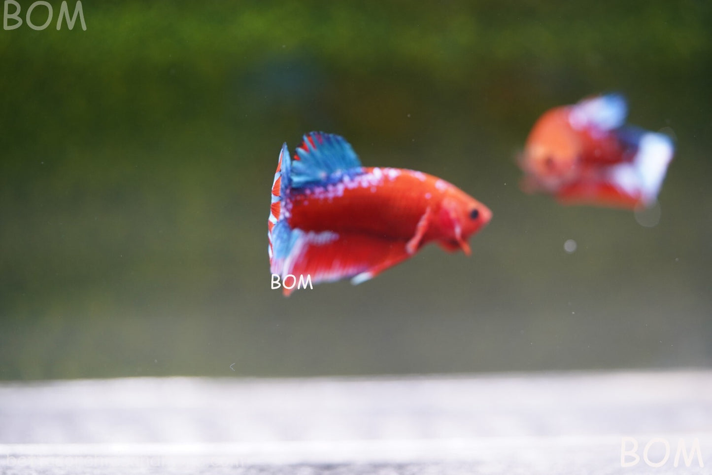 PREMIUM MALE HELLBOY HMPK BETTA Fish:Live HMPK | BOM-A226
