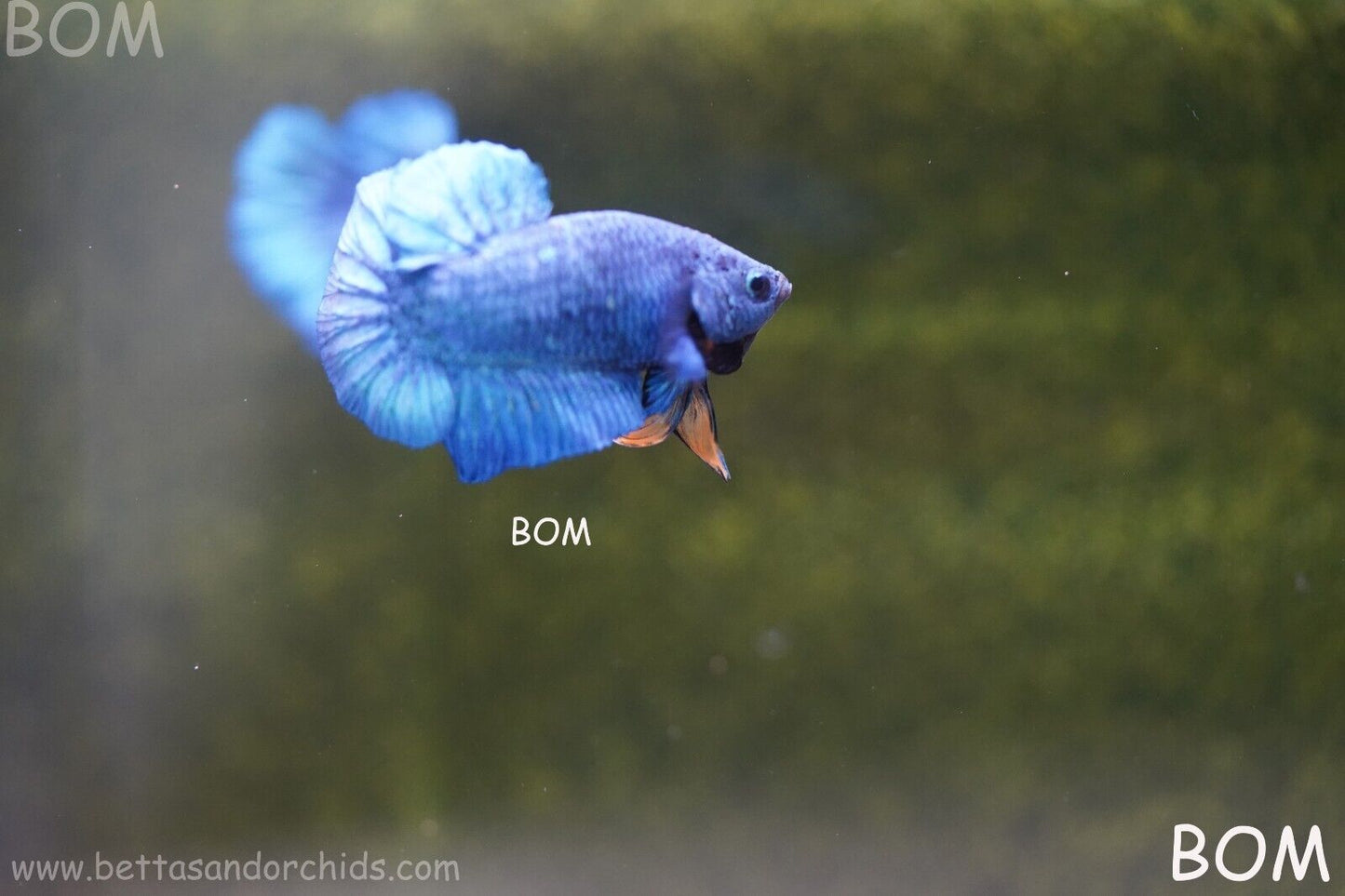 MALE GREEN ARMOUR SERIES Plakat Betta Fish: Live HMPK YELLOW TIE BOM-A65