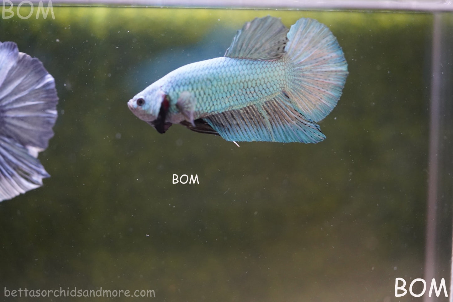 LIVE BETTA GIANT MALE BLUE SERIES 5 CM BO | BOM-A312