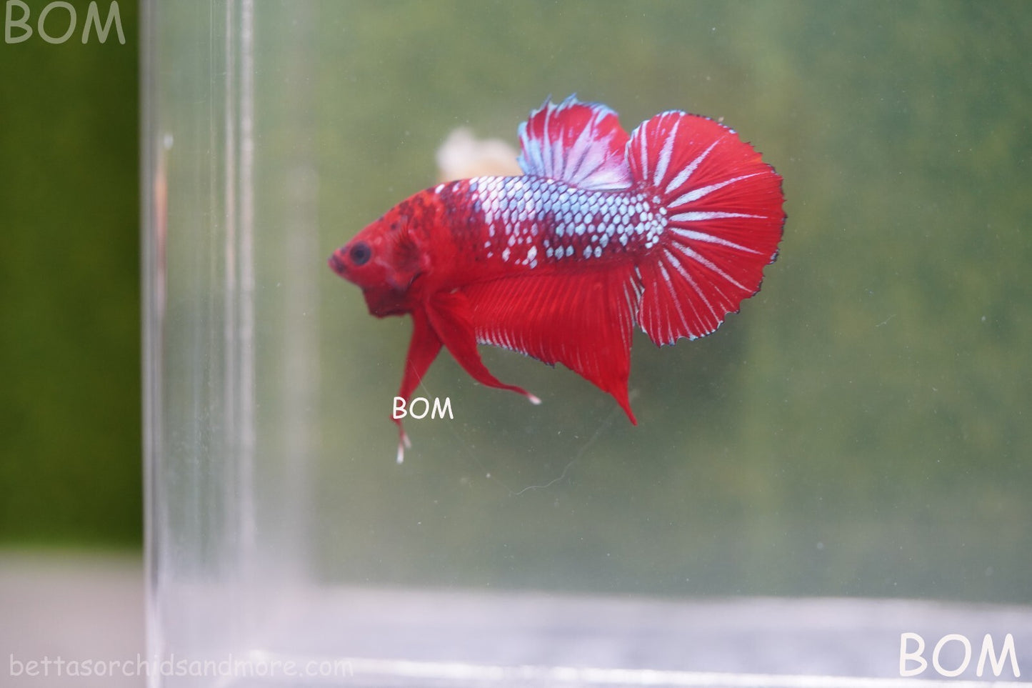 LIVE BETTA HMPK MALE FANCY RED | BOM-A177