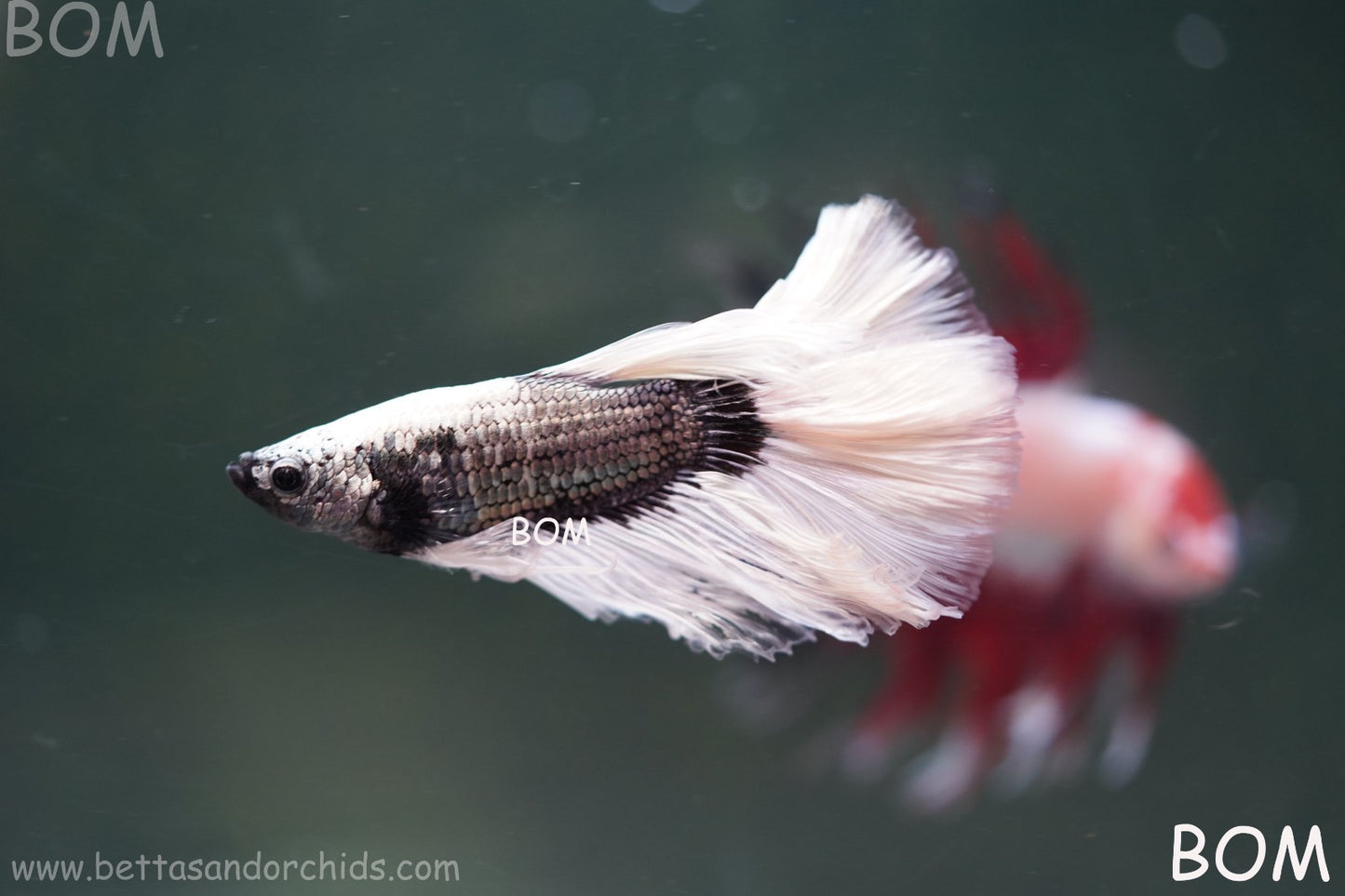 LIVE BETTA MALE DRAGONS SILVER BUTTERFLY : Unique Fish | BOM-A293