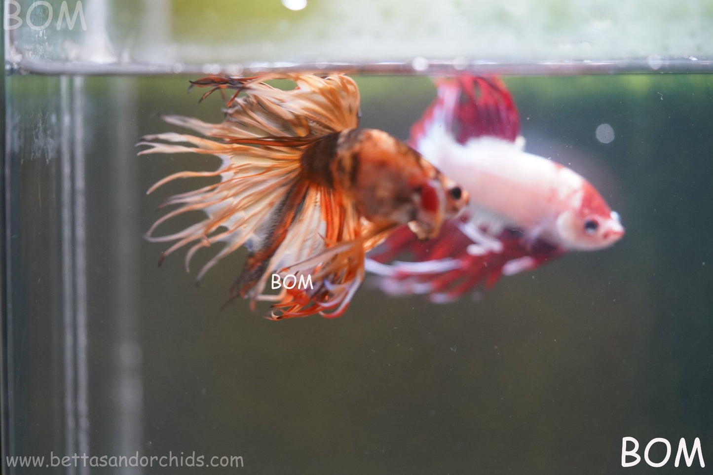 LIVE BETTA MALE CROWN JELLY YELLOW : Unique Fish | BOM-A301