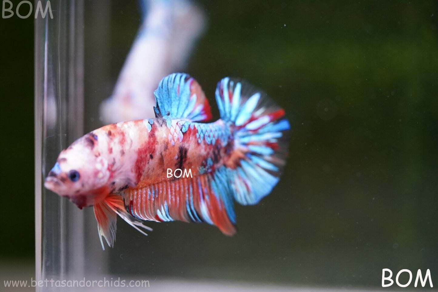 LIVE BETTTA BIG MALE MULTICOLOUR HMPK | BOM-A113