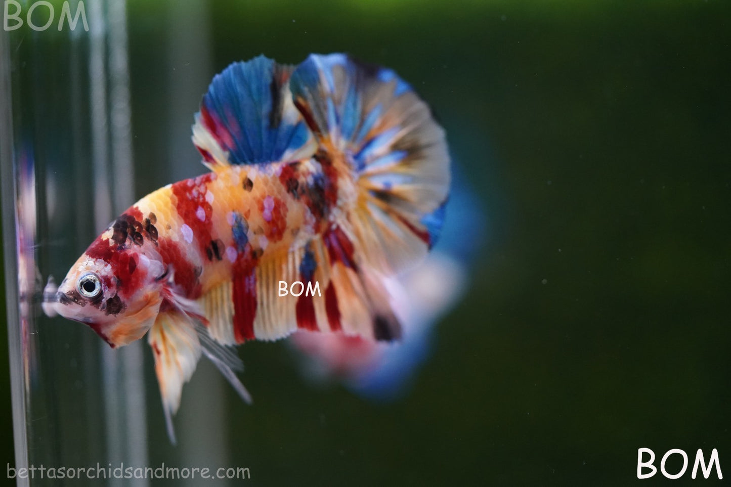 LIVE BETTTA MALE METALLIC MULTICOLOUR HMPK BEAUTIFUL COLOURS | BOM-A283