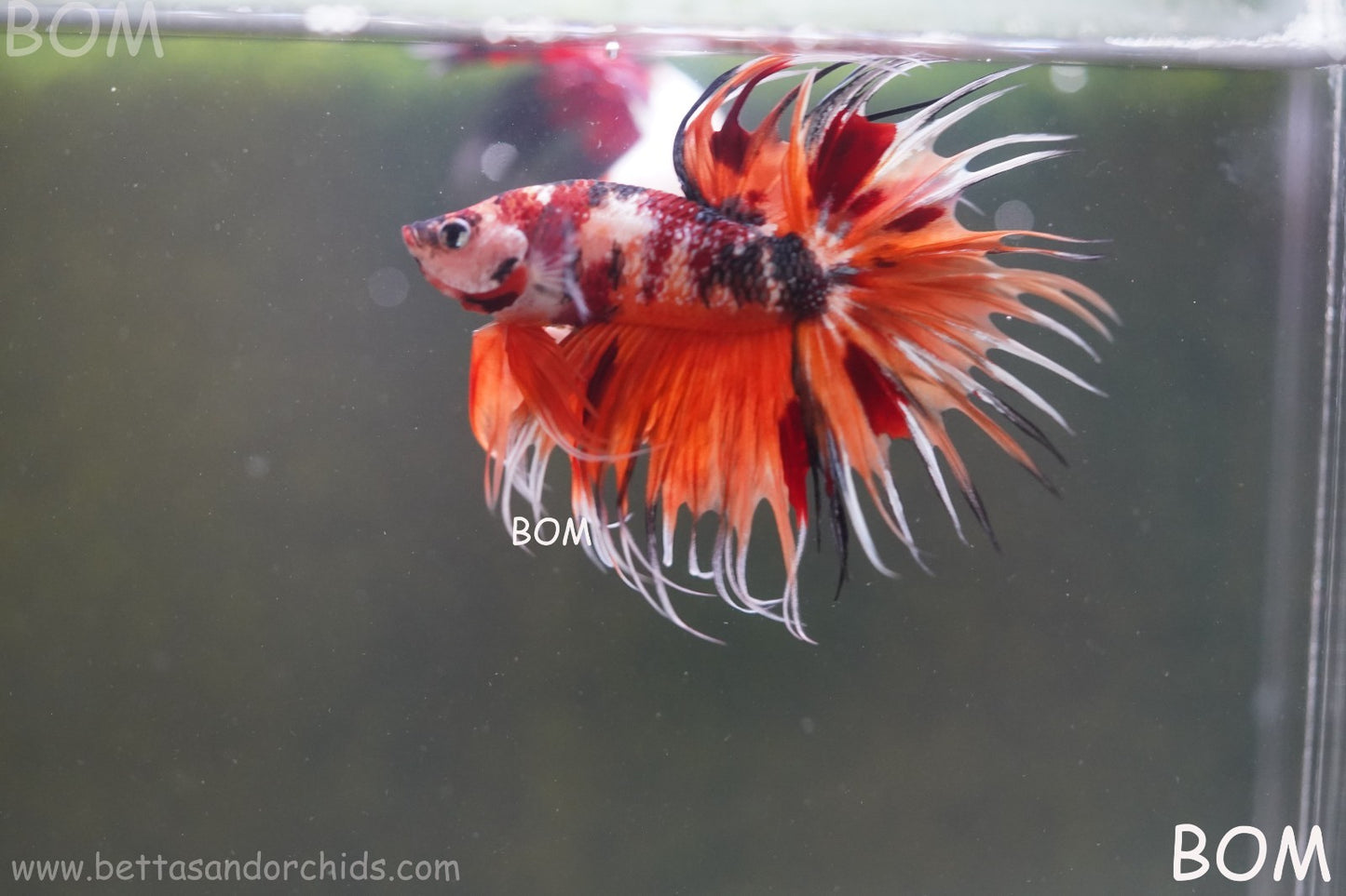 LIVE BETTA MALE DRAGONS CROWN LEOPARDS : Unique Fish | BOM-A300
