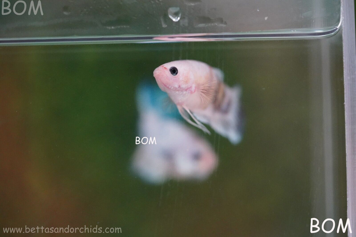 LIVE BETTTA BIG FEMALE MULTICOLOUR HMPK | BOM-A121