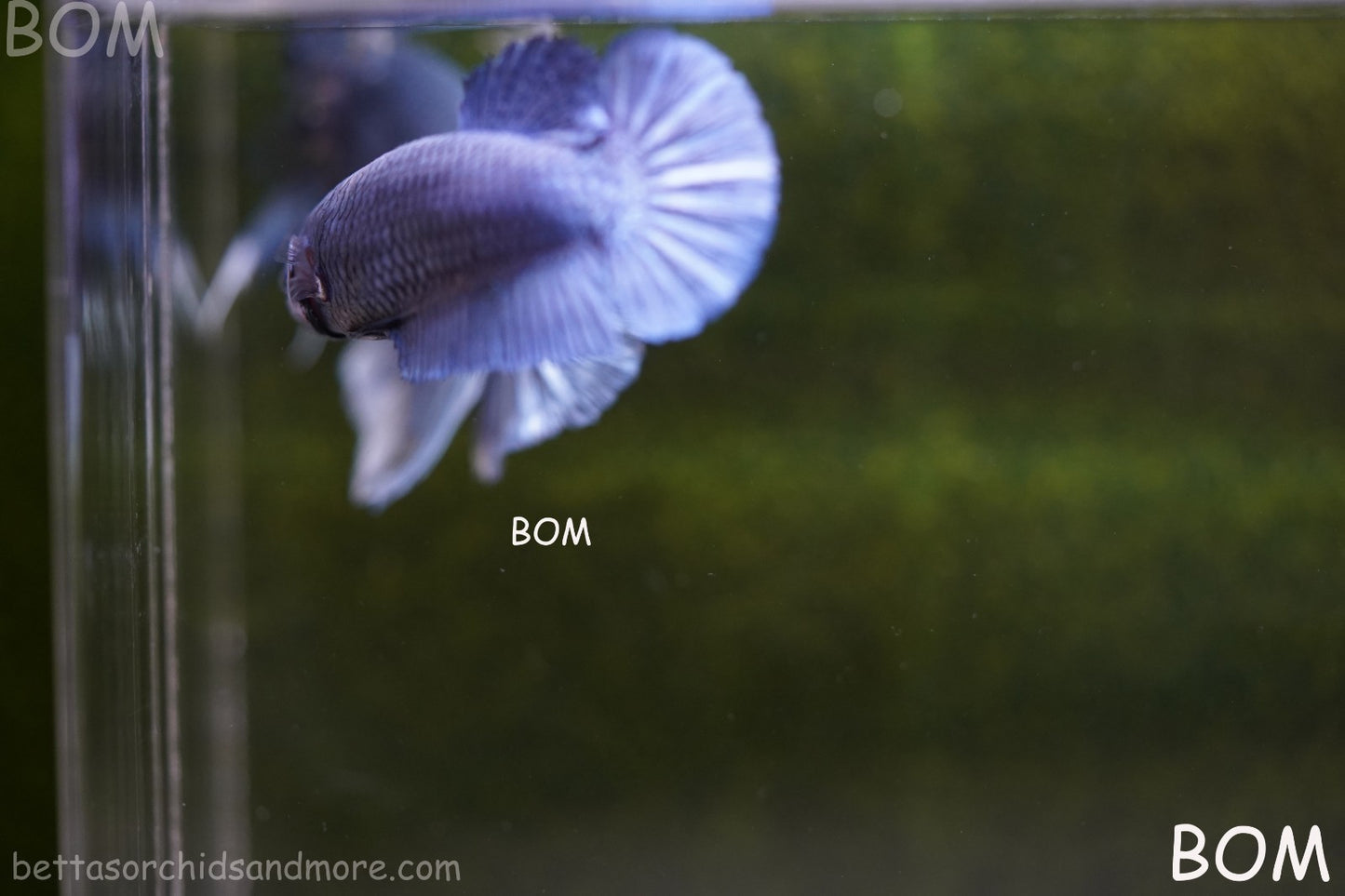LIVE BETTA GIANT FEMALE BLUE SERIES | BOM-A308