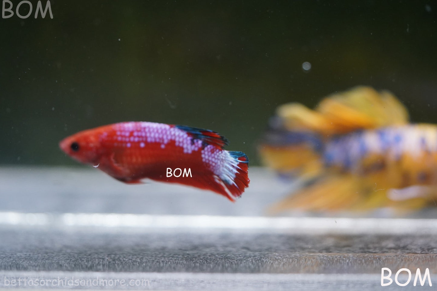PREMIUM FEMALE HELLBOY HMPK BETTA Fish:Live HMPK | BOM-A275