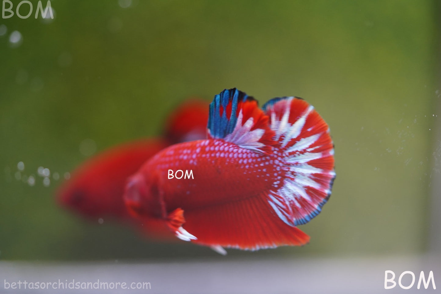 PREMIUM MALE HELLBOY HMPK BETTA Fish:Live HMPK | BOM-A270
