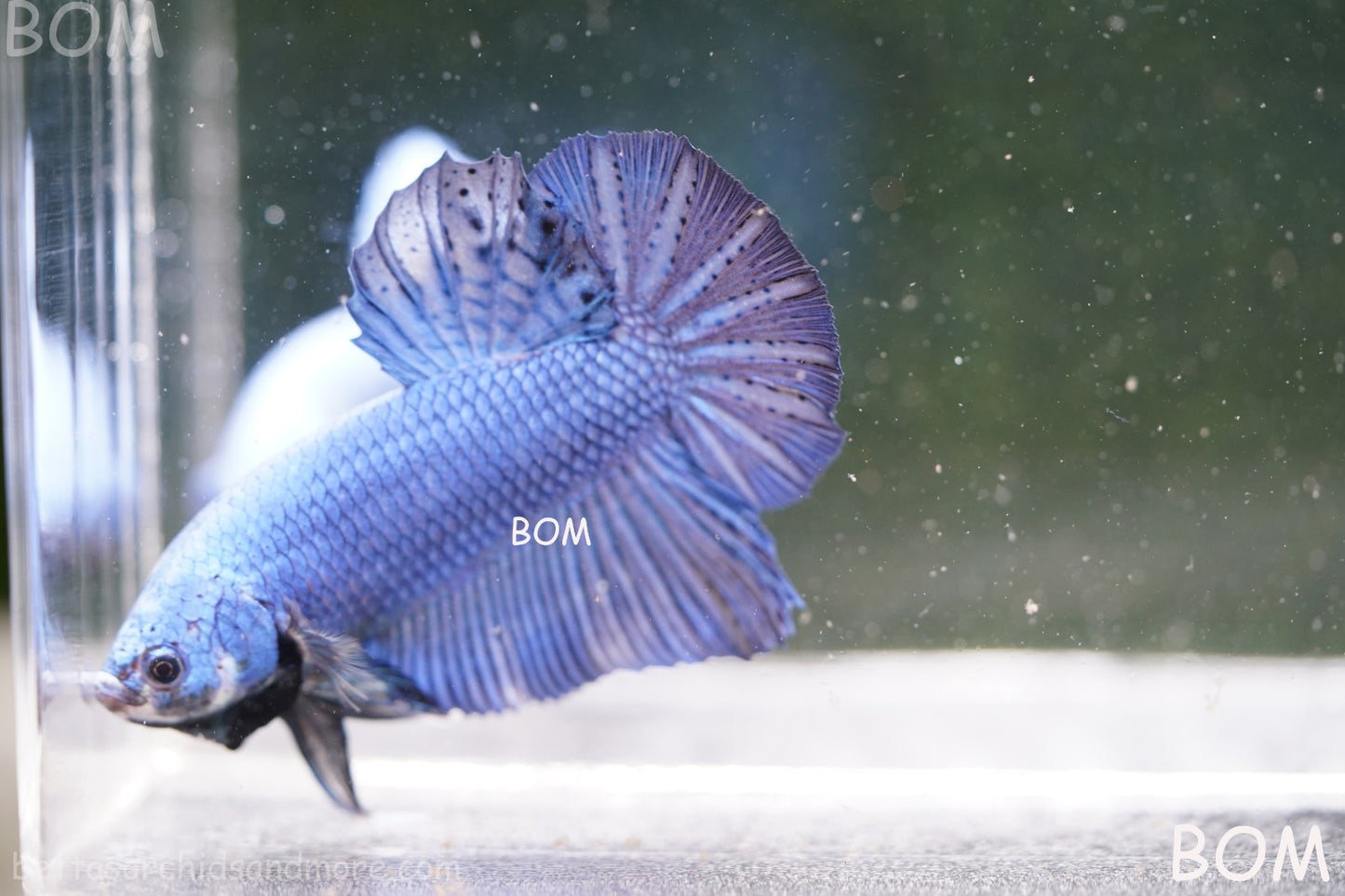 Betta Plakat GIANT MALE BLUE SERIES 5 CM BO | BOM-A305