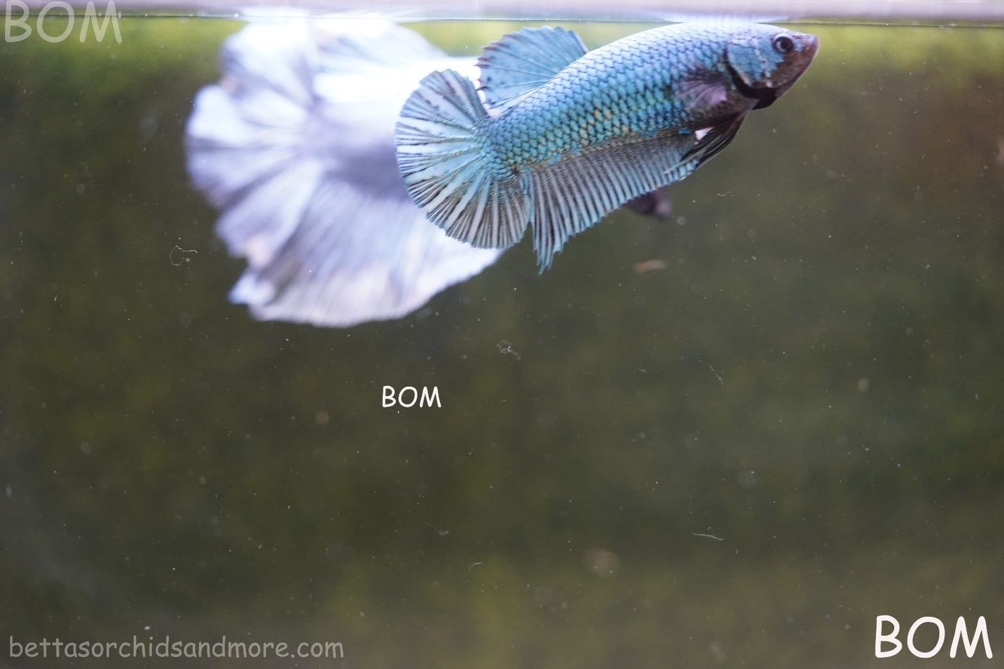 LIVE BETTA GIANT FEMALE BLUE SERIES | BOM-A311