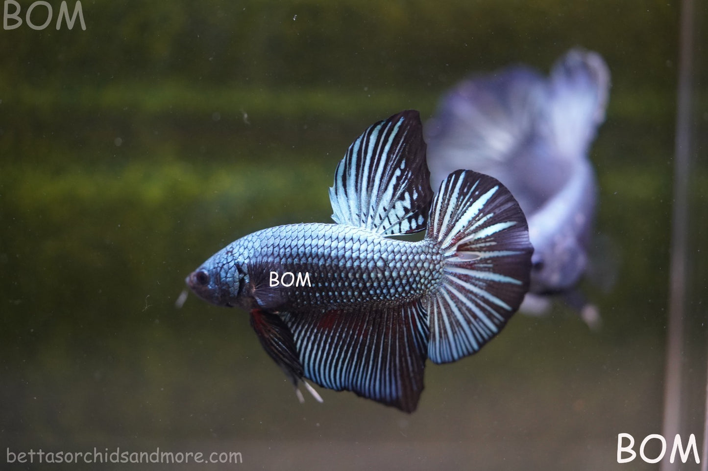 LIVE BETTA GIANT MALE BLUE SERIES 5 CM BO | BOM-A313