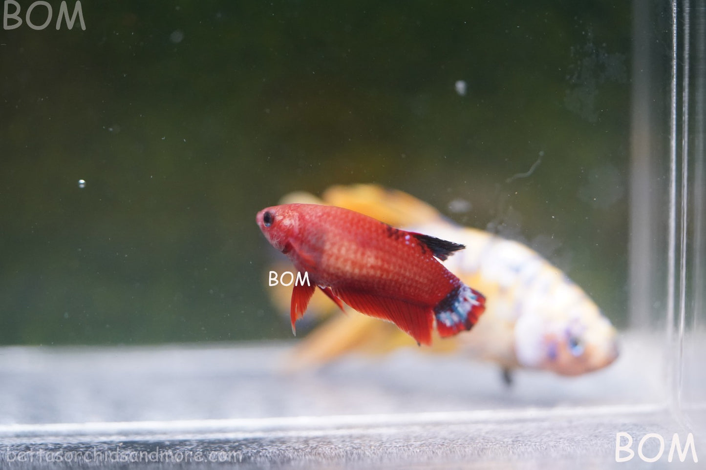 PREMIUM FEMALE HELLBOY HMPK BETTA Fish:Live HMPK | BOM-A277