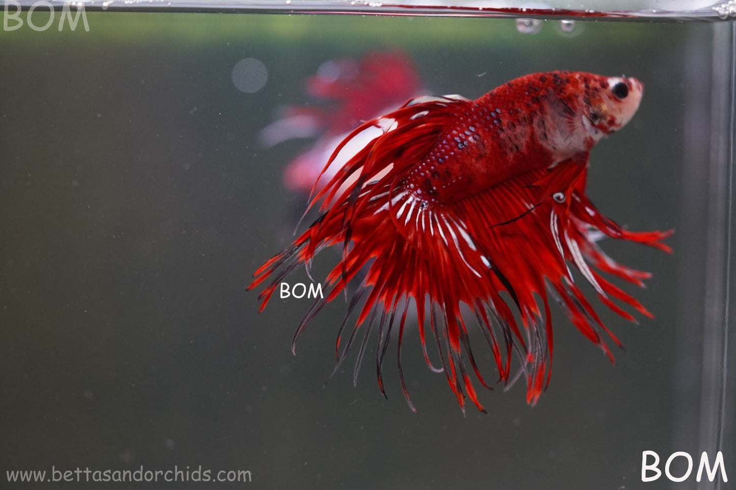 LIVE BETTA MALE CROWN FANTASTIC REDS KOI : Unique Fish | BOM-A303