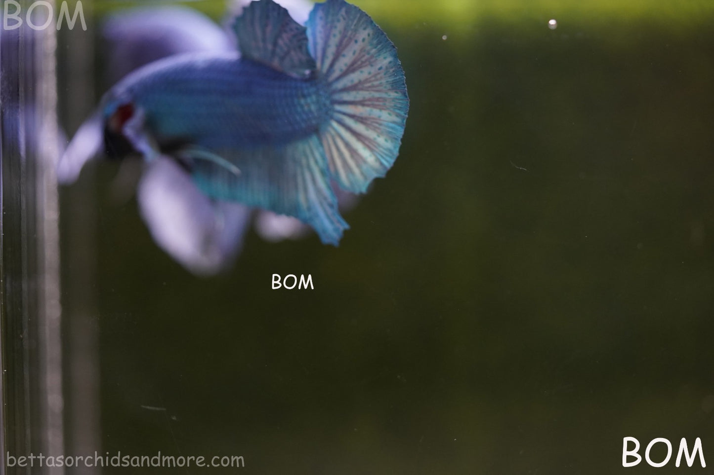 Betta Plakat GIANT MALE BLUE SERIES 5 CM BO | BOM-A307