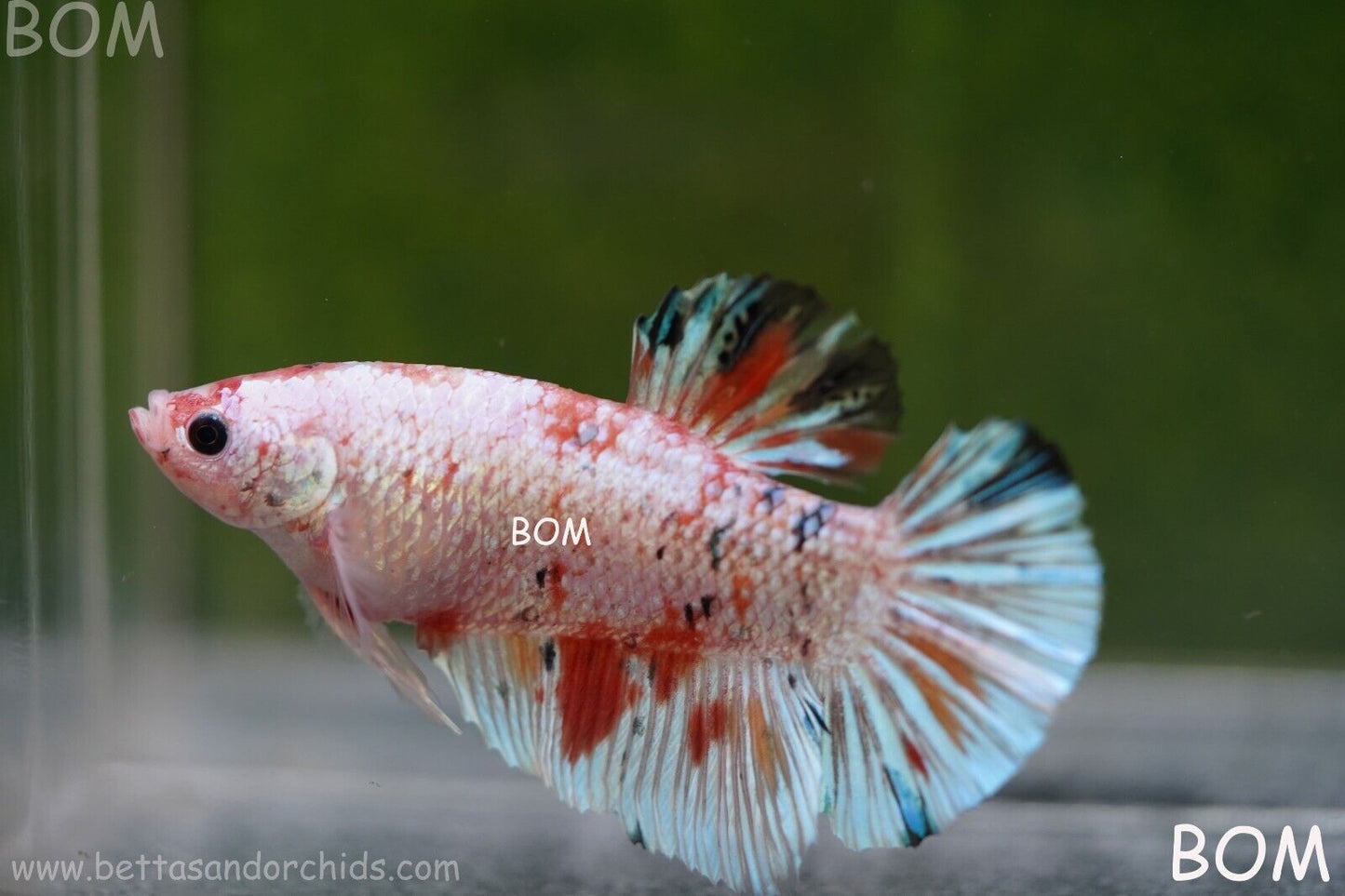 Betta Plakat GIANT MALE MULTICOLOUR | BOM-A99