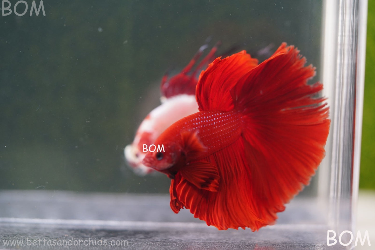 LIVE BETTA MALE KING RED ROSE TAIL : Unique Fish | BOM-A294