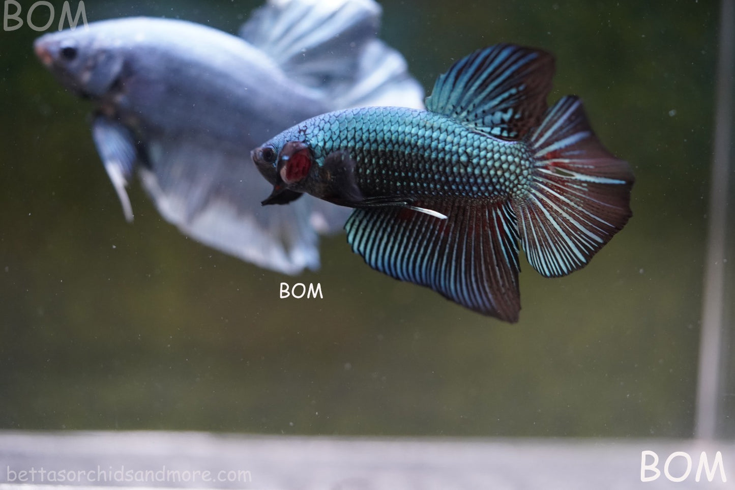 LIVE BETTA GIANT MALE BLUE SERIES 5 CM BO | BOM-A313