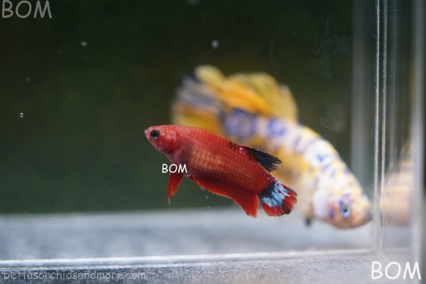 PREMIUM FEMALE HELLBOY HMPK BETTA Fish:Live HMPK | BOM-A277
