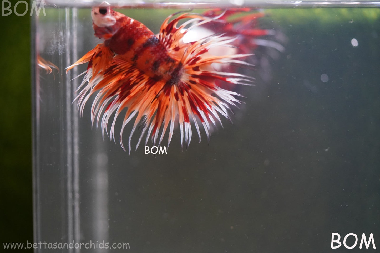 LIVE BETTA MALE CROWN LEOPARDS FIREWORKS : Unique Fish | BOM-A298