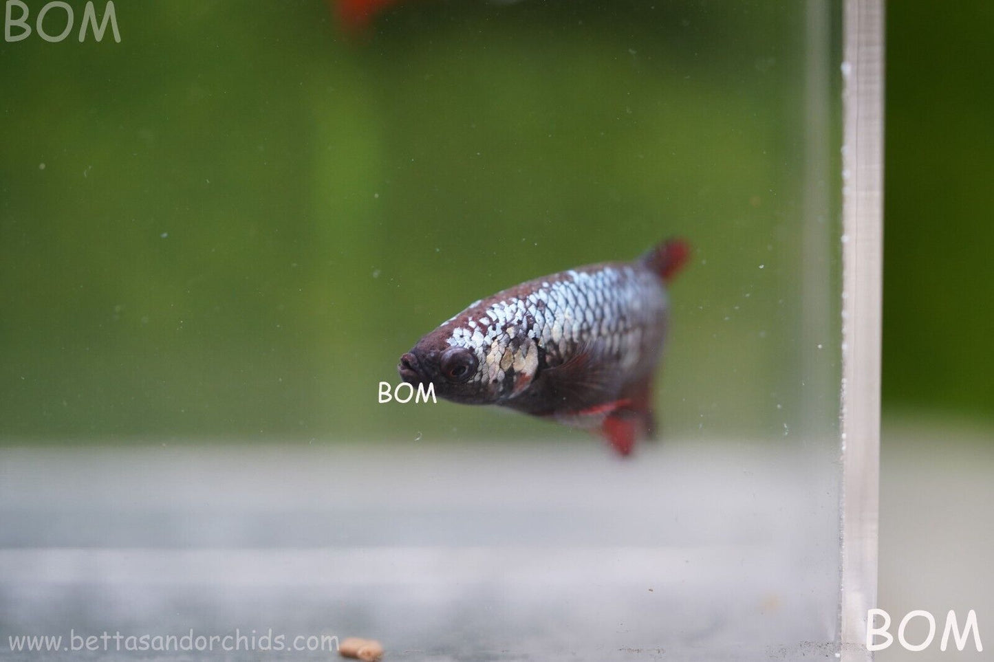 FEMALE RED SAMURAI HMPK Betta Fish - SORORITY : BOM997