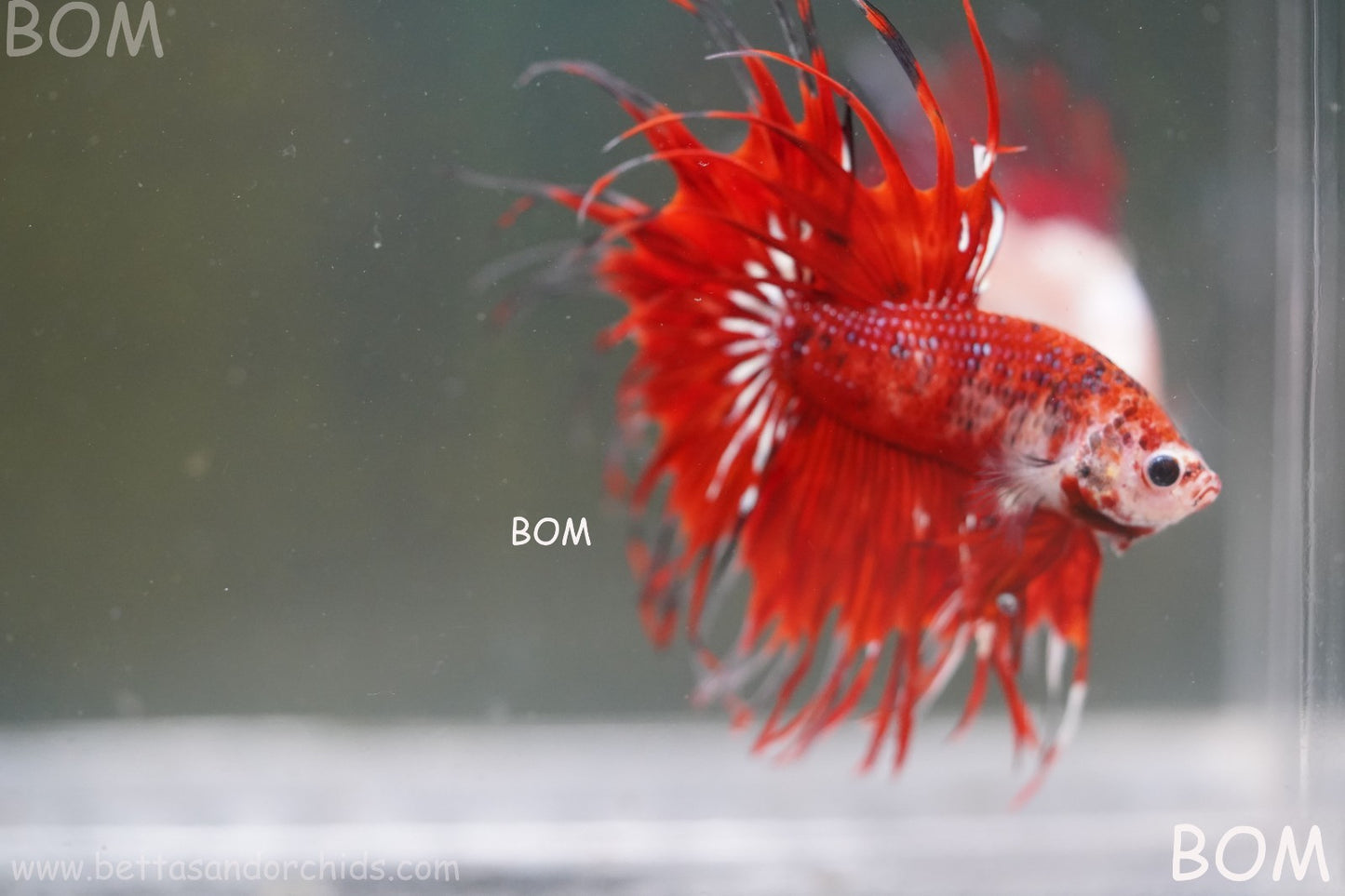 LIVE BETTA MALE CROWN FANTASTIC REDS KOI : Unique Fish | BOM-A303